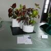 First Place Display of Plants of all one species.  Liz Gee