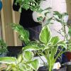 Hosta and Solomon Seal plants