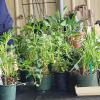 Beautiful plants donated by SGC members