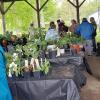 Just a fraction of the plants that were for sale.