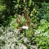 Herb Garden at the Schuyler House.