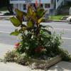 Flowers on Broadway in Schuylerville Planted by SGC.