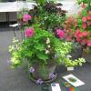 "Art Galleries" Combination planters.  This planter by Norma Moy won the blue ribbon for the class, Grower's Choice Award, and the Award of Horticultural Excellence.