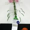 "Hair Salons" - Annuals.  This entry from Leona Brownell won blue for the class and the Award of Merit.  Cleome "Queen mixed"